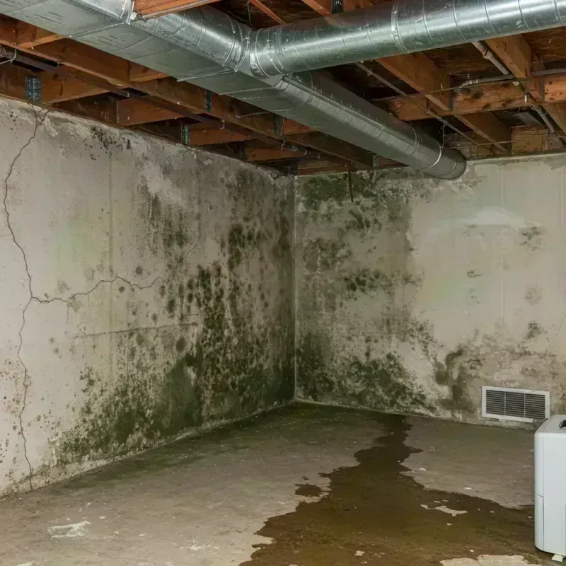 Professional Mold Removal in Clay County, KY